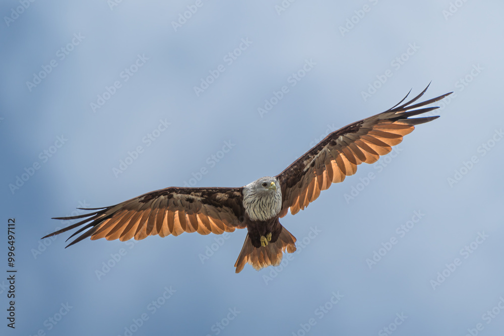 Obraz premium Brahminy kite (Haliastur indus) in flight in the sky. The Brahminy Kite, a striking raptor found in coastal regions is recognizable by its chestnut plumage and white head.