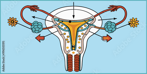 Create a vector illustration showing different hormonal contraceptive devices such as pills, patches, implants, and IUDs, arranged in a circular or grid format with brief labels.