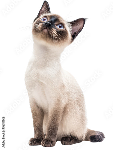 Joyful Siamese Cat Sitting Isolated on White Background