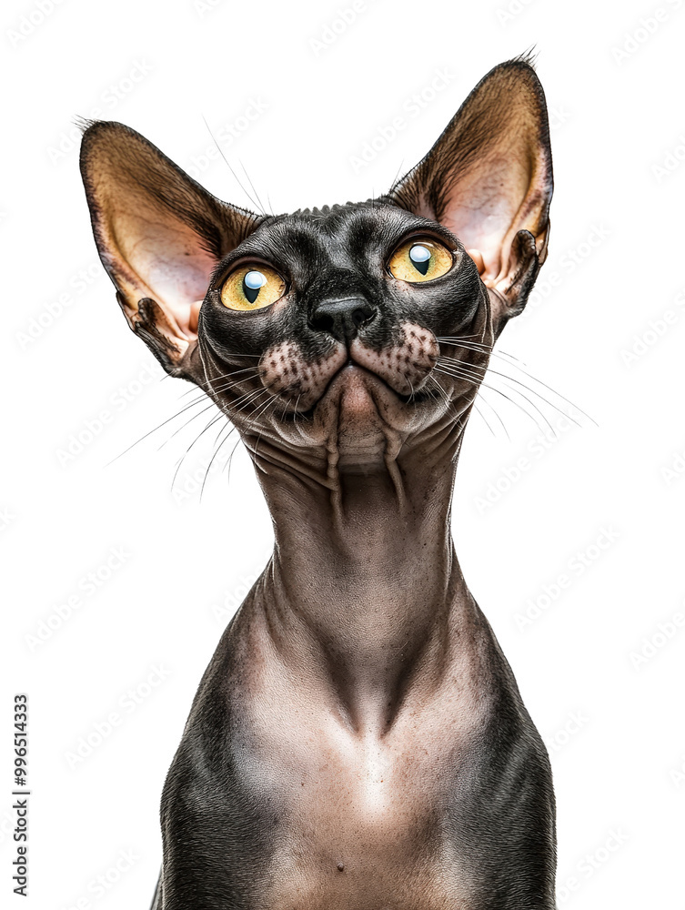 Joyful Sphynx Cat on Isolated White Background Joyful Sphynx Cat on Isolated White Background