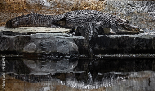 Title	
Spectacled caiman also known as white caiman, common caiman, and speckled caiman. Latin name - Caiman crocodilus photo