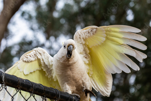 Sulphur-crested cockatoo squawking close up with bokeh background