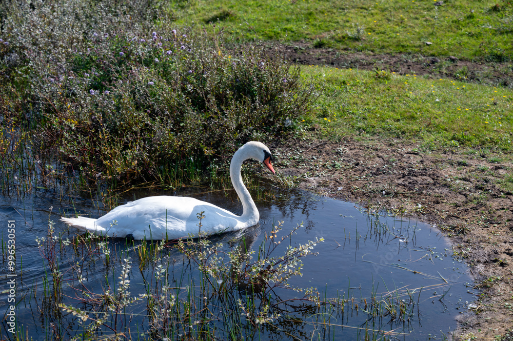 Fototapeta premium A swan in the water of a small lake