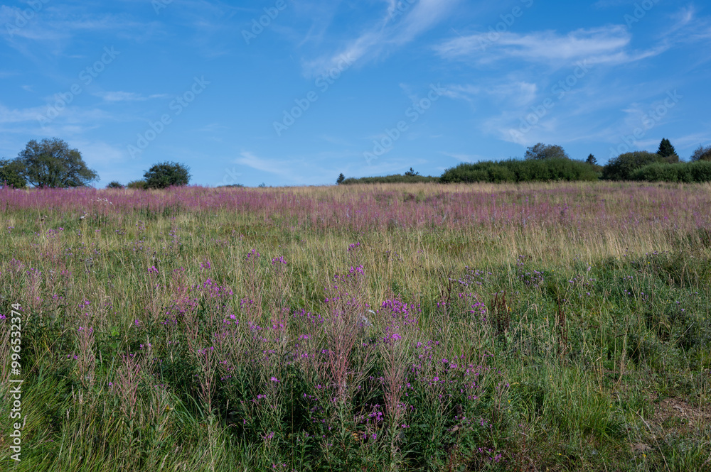 Pink flowers on a green meadow with trees in the background Pink flowers on a green meadow with trees in the background