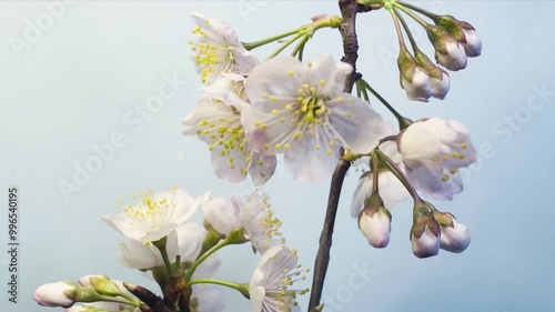 Cherry blossoms time-lapse photography