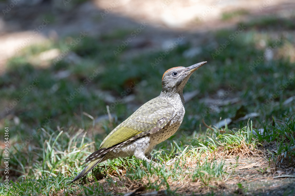 Iberian woodpecker perched in Swiss alpine setting Iberian woodpecker perched in Swiss alpine setting