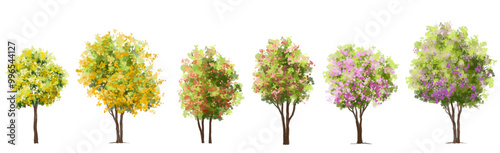 Vector of Sakura tree or blooming  side view isolated on white background ,watercolor tree elevation for landscape concept,environment scene,eco design,blossom garden for spring