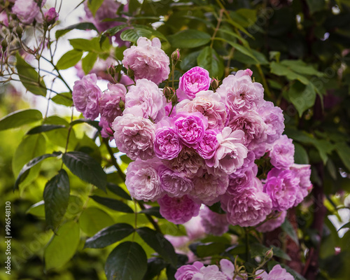 Rose Laure Davoust. An attractive rambler with large, grape-shaped flower heads photo