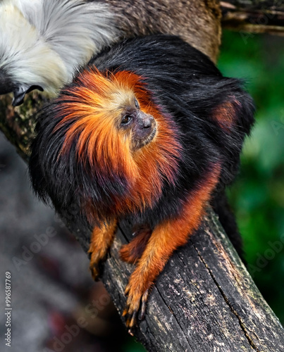 Golden-headed lion tamarin on the branch. Latin name - Leontopithecus chrysomelas photo