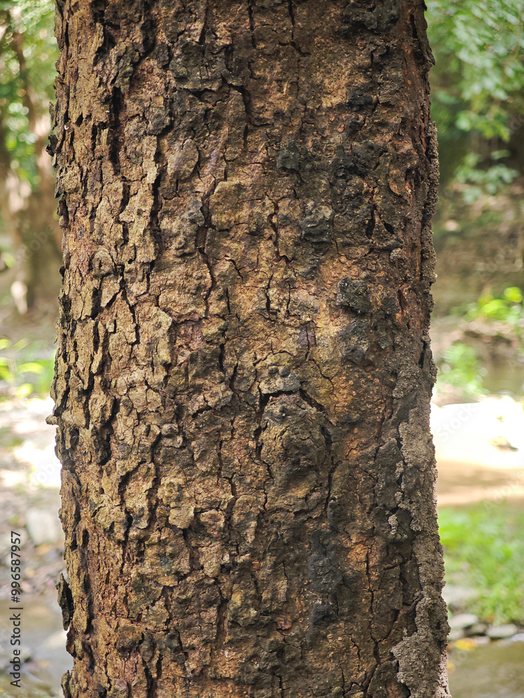 surface of old tree background surface of old tree background