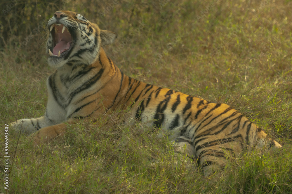 Roaring Tiger Roaring Tiger