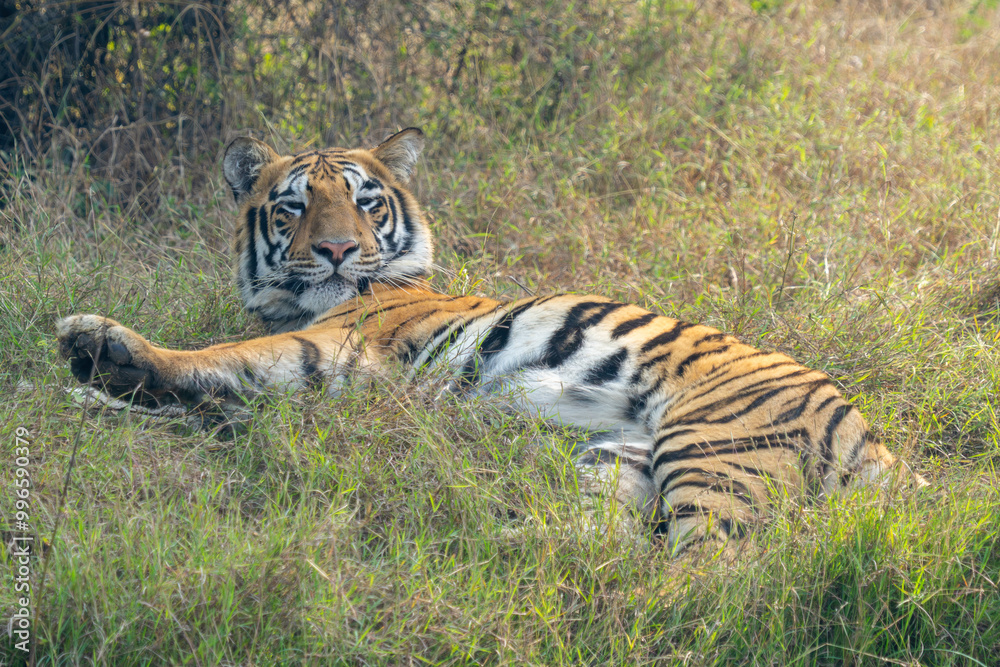 Fototapeta premium Tiger Laying Down