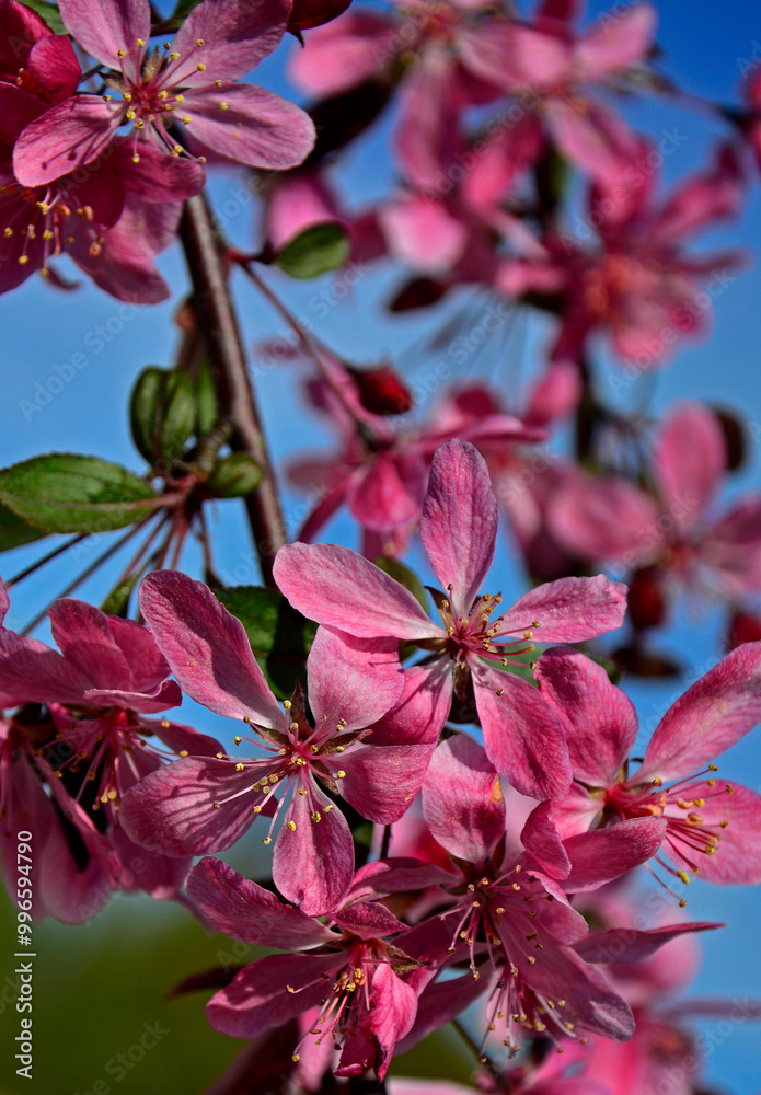 kwitnąca jabłoń ozdobna, Kwiaty jabłoni ozdobnej w ogrodzie wiosną, kwiaty na gałązce jabłoni wiosną, Malus x Purpurea, variety