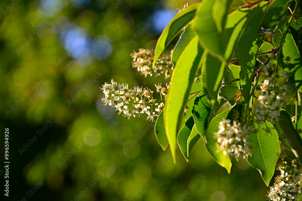 kwitnąca czeremcha, Czeremcha amerykańska, czeremcha późna (Prunus serotina), białe kwiaty czeremchy