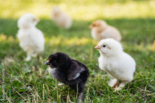 Photos Hen with Chicks on Grass in Organic Poultry Farming