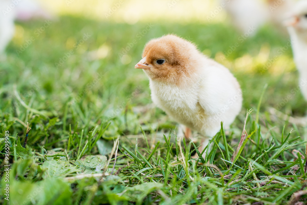 Hen with Chicks on Grass in Organic Poultry Farming
Hen with Chicks on Grass in Organic Poultry Farming