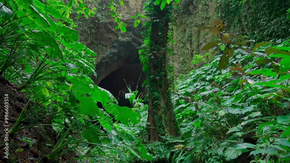 Mossy trees and plants in a dense tropical rainforest ecosystem Mossy trees and plants in a dense tropical rainforest ecosystem