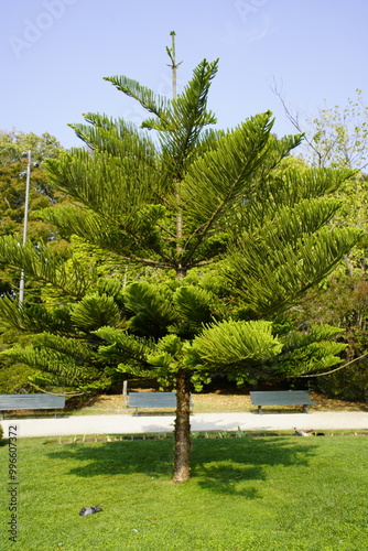 Araucaria heterophylla (synonym A. excelsa) is a species of conifer. Porto, Portugal. photo