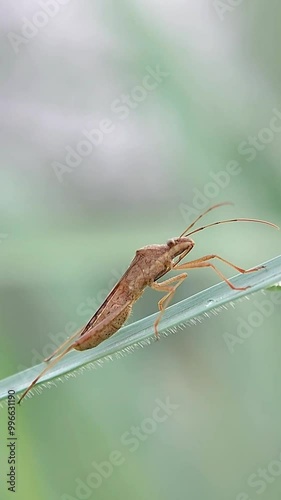 Walang Sangit has the scientific name Leptocorisa oratorius. Macro videography photo