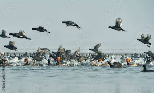 Foto Coots to fly in blue sky