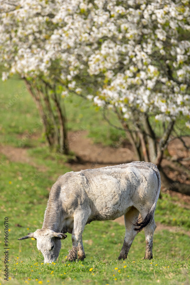 Cows on pasture in spring landscape, Slovakia Cows on pasture in spring landscape, Slovakia