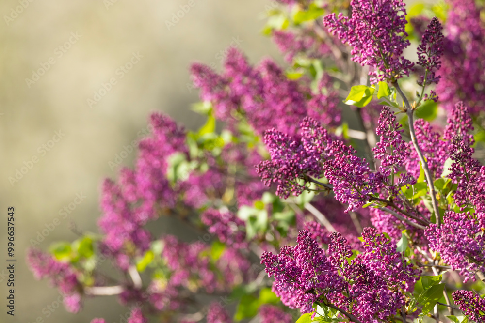 Fototapeta premium lilac in Slovakia in Polana National Park