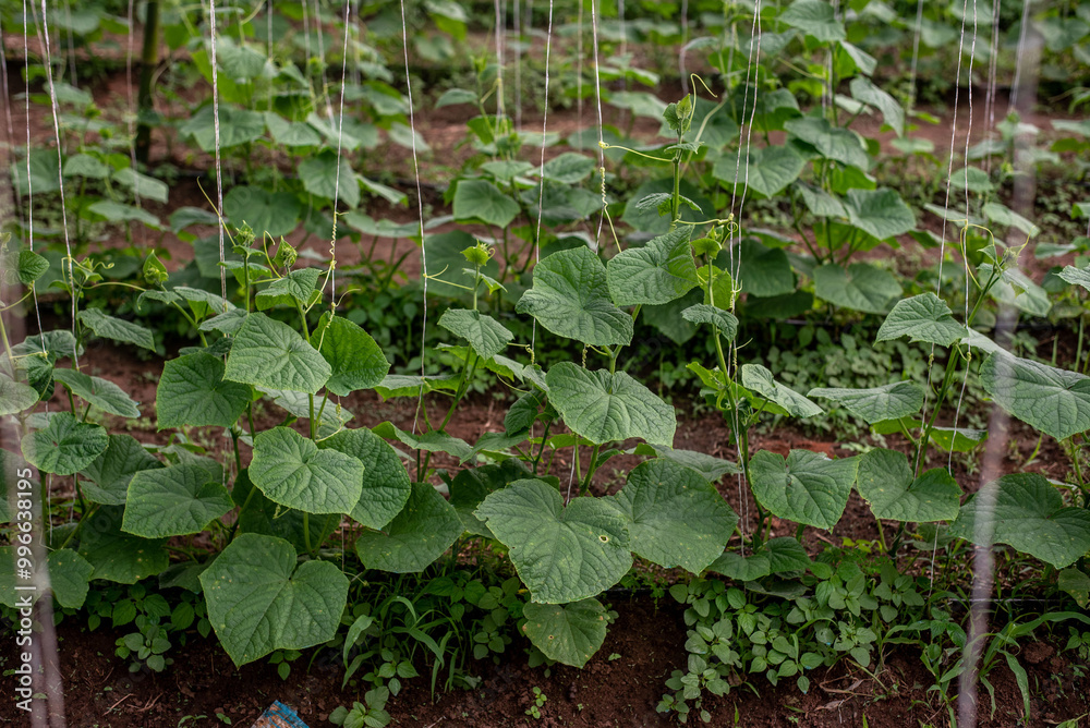 A month old cucumber farm plantation in Sagamu, Ogun, Nigeria on August 26, 2024. A month old cucumber farm plantation in Sagamu, Ogun, Nigeria on August 26, 2024.