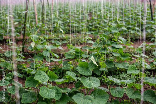 A month old cucumber farm plantation in Sagamu, Ogun, Nigeria on August 26, 2024. photo