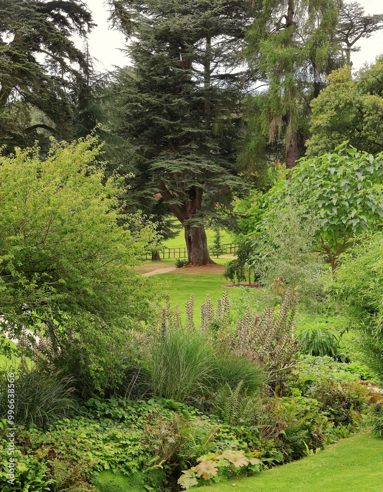 Garden - Landscape garden with cedar tree
