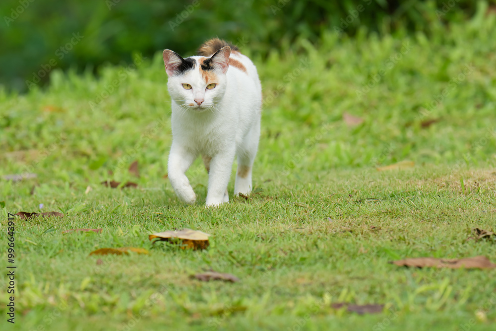 Three color kitty cat in garden city park outdoor. Three color kitty cat in garden city park outdoor.