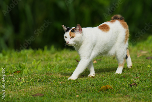 Three color kitty cat in garden city park outdoor. 