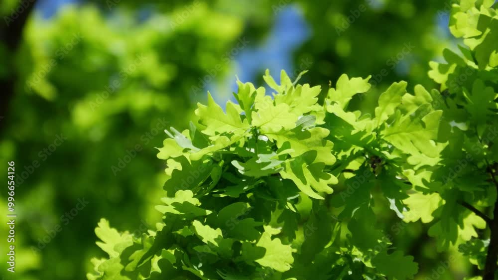 Vibrant green oak leaves gently swaying against clear blue sky. This serene scene highlights beauty of nature and tranquility of sunny breezy day