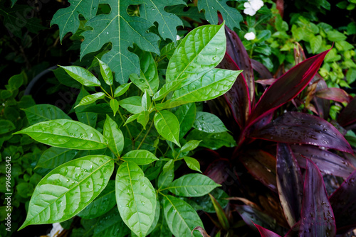 red and green leaves in the garden