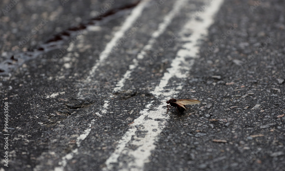 salvador, bahia, brazil - february 19, 2024: Tanajura insect is seen on a highway lane in the city of Salvador.. salvador, bahia, brazil - february 19, 2024: Tanajura insect is seen on a highway lane in the city of Salvador..