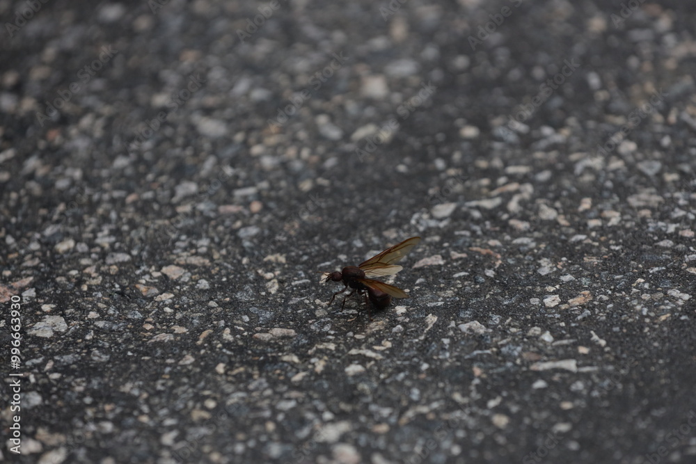 salvador, bahia, brazil - february 19, 2024: Tanajura insect is seen on a highway lane in the city of Salvador.. salvador, bahia, brazil - february 19, 2024: Tanajura insect is seen on a highway lane in the city of Salvador..