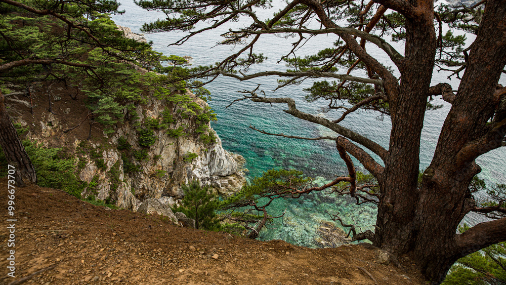 A tall tree stands on a rocky cliff that overlooks the vast ocean A tall tree stands on a rocky cliff that overlooks the vast ocean