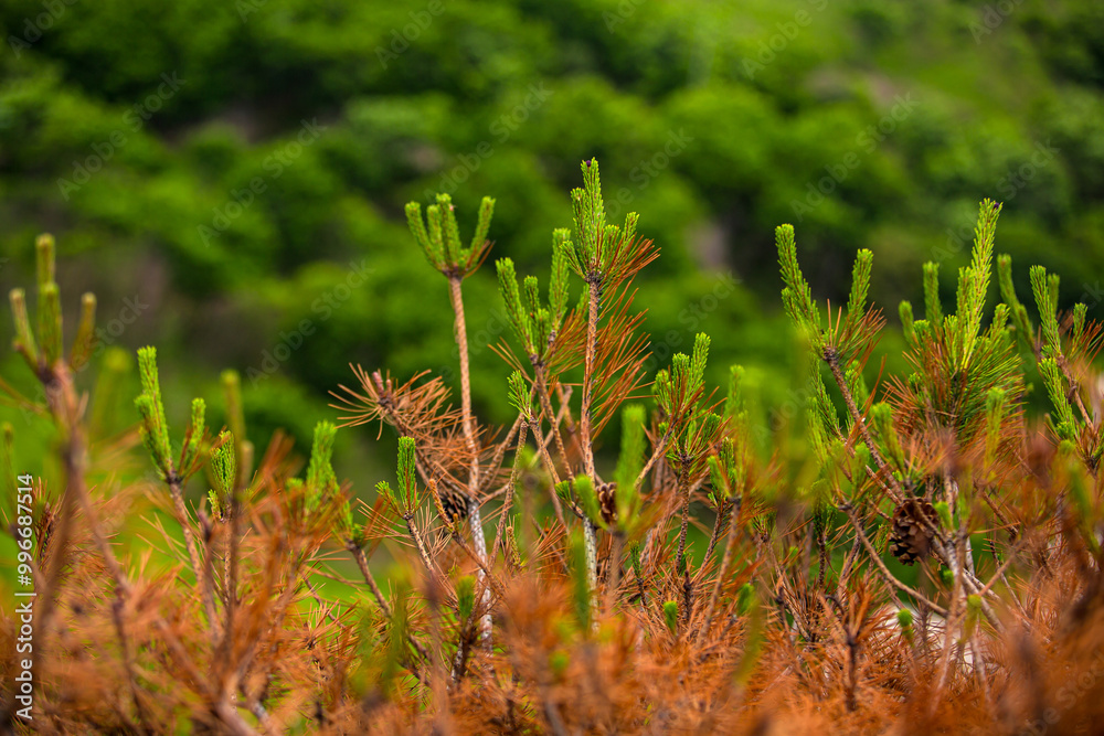 Trees with vibrant green leaves and sturdy brown branches Trees with vibrant green leaves and sturdy brown branches