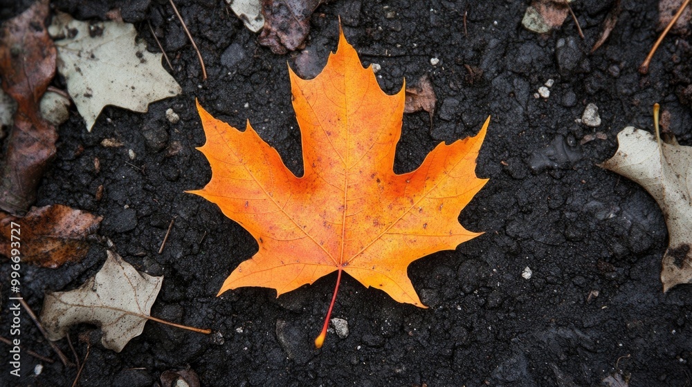 An orange maple leaf rests on the ground An orange maple leaf rests on the ground
