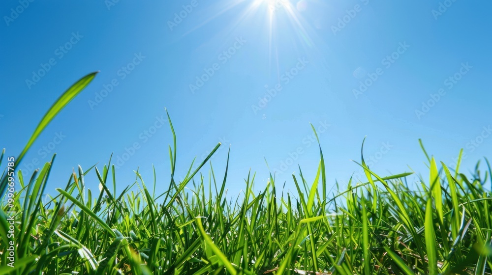 Obraz premium Low-angle view of green grass against a bright blue sky with sunlight. Summer and nature concept for outdoor design and print.