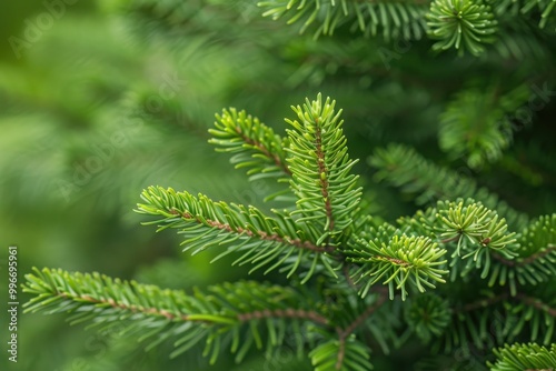 A green tree with green leaves