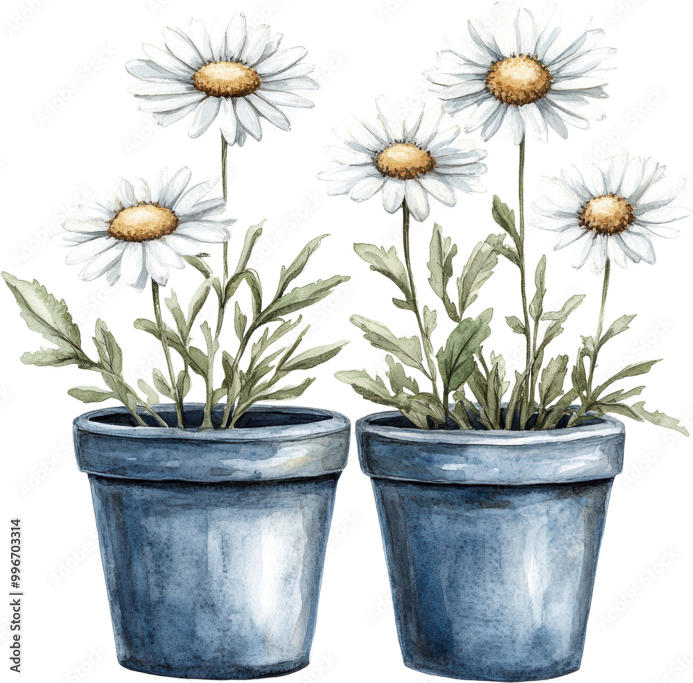 Potted Daisies in Blue Ceramic Pots
Potted Daisies in Blue Ceramic Pots