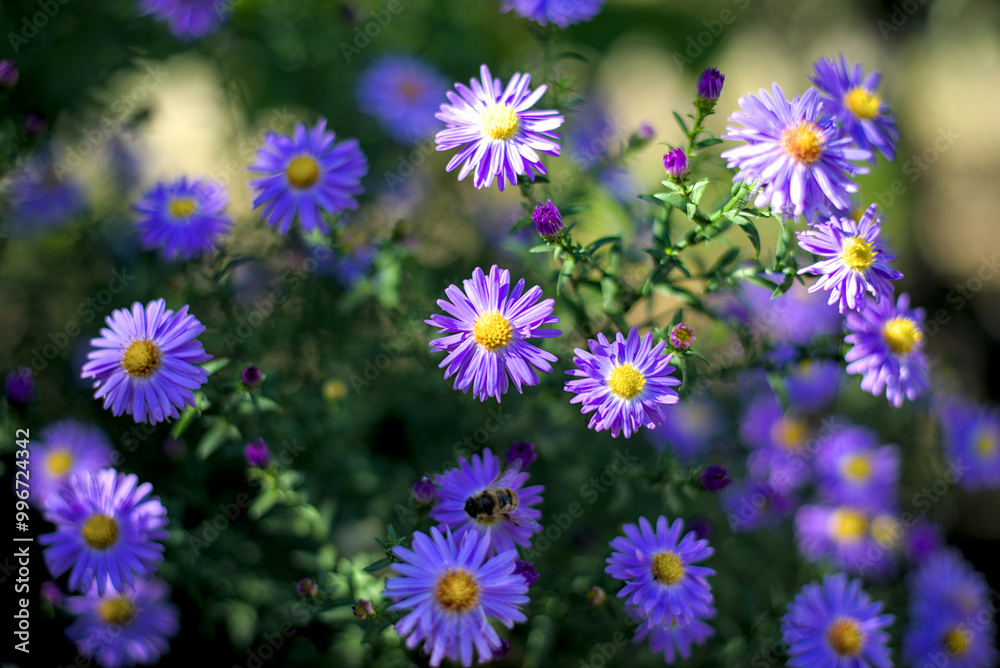 Aster dumosus, bushy aster with blue blossoms