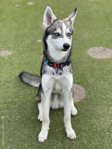 A young Siberian husky sitting attentively on a grassy field with patches of shade on a sunny day