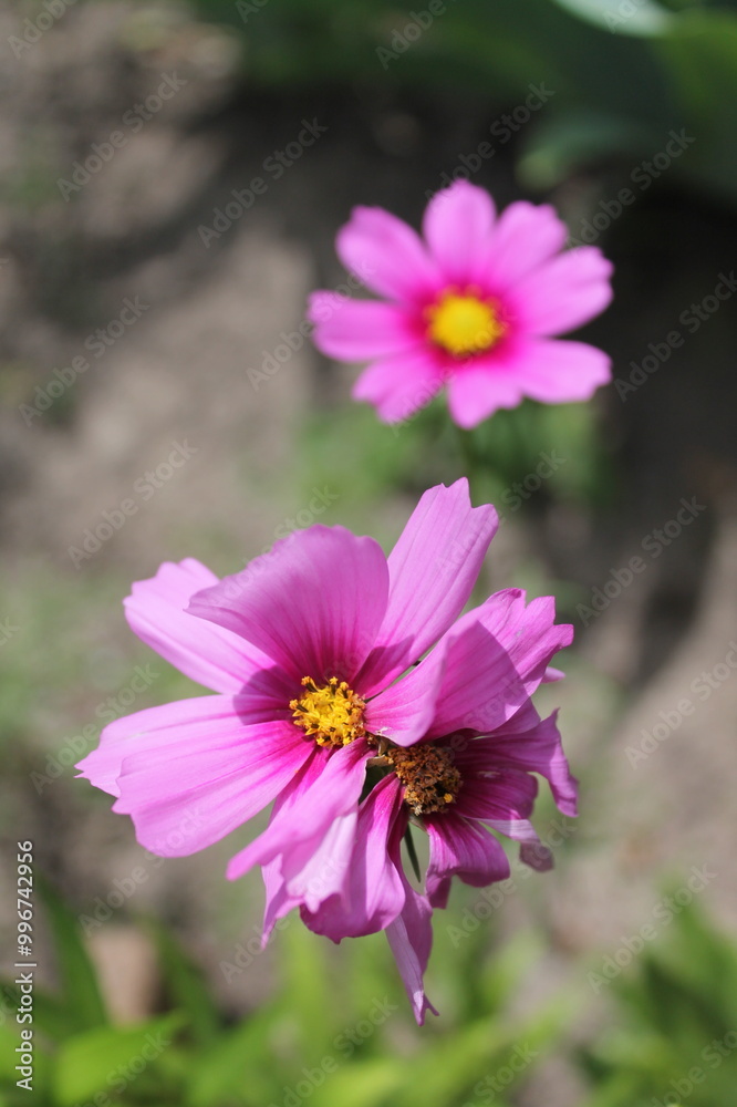 tree, nature, spring, trees, park, grass, landscape, forest, blossom, garden, plant, summer, leaves, autumn, flower, orchard, bloom, leaf, meadow, sky, branch, season, cherry, apple, agriculture flowe tree, nature, spring, trees, park, grass, landscape, forest, blossom, garden, plant, summer, leaves, autumn, flower, orchard, bloom, leaf, meadow, sky, branch, season, cherry, apple, agriculture flowe