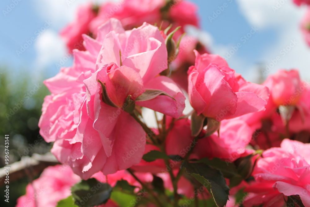Obraz premium tree, nature, spring, trees, park, grass, landscape, forest, blossom, garden, plant, summer, leaves, autumn, flower, orchard, bloom, leaf, meadow, sky, branch, season, cherry, apple, agriculture flowe
