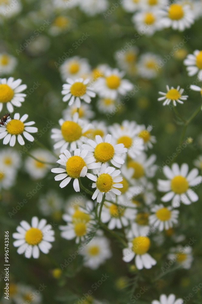 Fototapeta premium tree, nature, spring, trees, park, grass, landscape, forest, blossom, garden, plant, summer, leaves, autumn, flower, orchard, bloom, leaf, meadow, sky, branch, season, cherry, apple, agriculture flowe