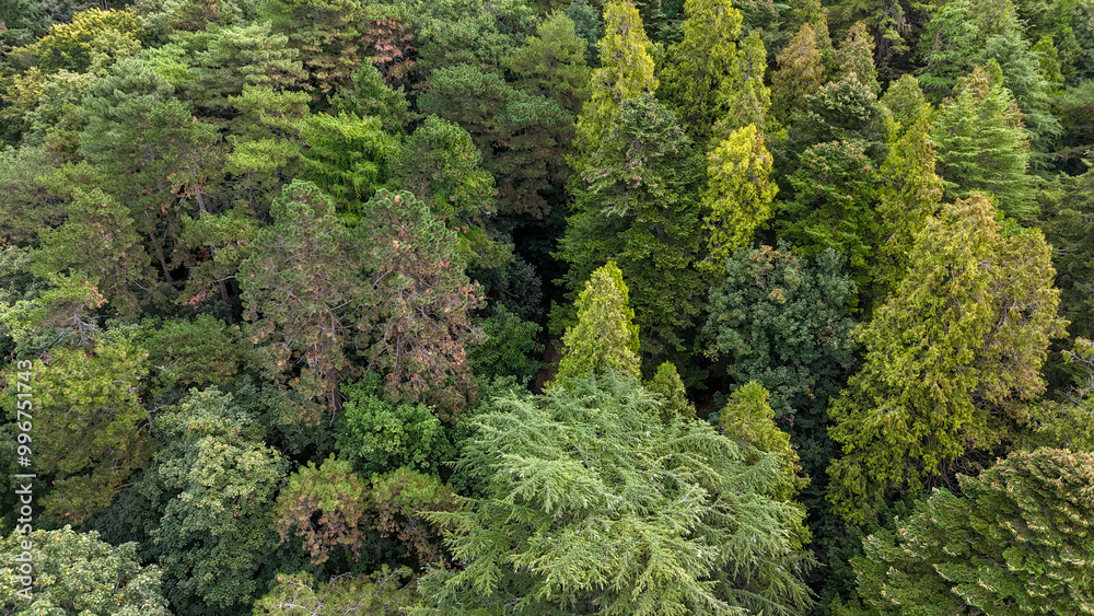 Aerial view of a multi-species forest Aerial view of a multi-species forest