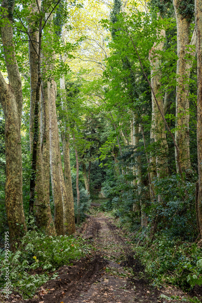 Villa d'Ayala is located in the municipality of Valva in the province of Salerno. The villa is surrounded by a wonderful forest of about 16 hectares . Here a path of plane trees Villa d'Ayala is located in the municipality of Valva in the province of Salerno. The villa is surrounded by a wonderful forest of about 16 hectares . Here a path of plane trees