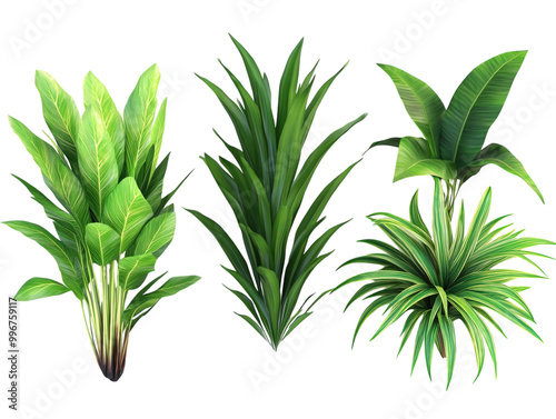 Top view of four different green plants on white background PNG transparent.