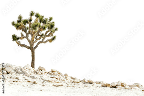 A solitary Joshua tree standing tall against a green background with white rocks in the foreground.